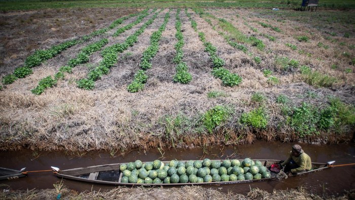 Petani mengangkut buah semangka menggunakan perahu di Kecamatan Daha Selatan, Kabupaten Hulu Sungai Selatan, Kalimantan Selatan, Selasa (23/7/2024). Berdasarkan data Kelompok Tani Rakat Mufakat Desa Baruh Jaya, Kabupaten Hulu Sungai Selatan merupakan salah satu penghasil buah semangka terbesar yang ditanam di atas lahan gambut dengan luas lahan tanam mencapai 4.000 hektare lebih untuk dikirim ke berbagai daerah. ANTARA FOTO/Bayu Pratama S/nym.
