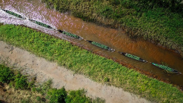 Petani mengangkut buah semangka menggunakan perahu di Kecamatan Daha Selatan, Kabupaten Hulu Sungai Selatan, Kalimantan Selatan, Selasa (23/7/2024). Berdasarkan data Kelompok Tani Rakat Mufakat Desa Baruh Jaya, Kabupaten Hulu Sungai Selatan merupakan salah satu penghasil buah semangka terbesar yang ditanam di atas lahan gambut dengan luas lahan tanam mencapai 4.000 hektare lebih untuk dikirim ke berbagai daerah. ANTARA FOTO/Bayu Pratama S/nym.