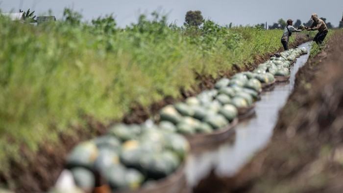 Petani mengangkut buah semangka menggunakan perahu di Kecamatan Daha Selatan, Kabupaten Hulu Sungai Selatan, Kalimantan Selatan, Selasa (23/7/2024). Berdasarkan data Kelompok Tani Rakat Mufakat Desa Baruh Jaya, Kabupaten Hulu Sungai Selatan merupakan salah satu penghasil buah semangka terbesar yang ditanam di atas lahan gambut dengan luas lahan tanam mencapai 4.000 hektare lebih untuk dikirim ke berbagai daerah. ANTARA FOTO/Bayu Pratama S/nym.