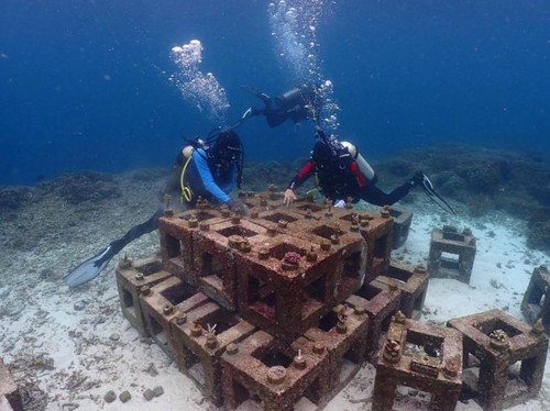 Harita Nickel Restorasi Terumbu Karang di Perairan Pulau Obi