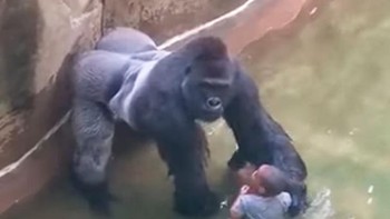 Harambe, seekor gorila punggung perak berusia 17 tahun, ditembak mati setelah terjadi insiden di mana seorang anak jatuh ke dalam kandangnya. Peristiwa ini menimbulkan perdebatan online yang signifikan, dengan banyak yang mengkritik keputusan penjaga kebun binatang, dengan alasan bahwa Harambe ditembak tidak perlu. Foto tersebut menunjukkan momen-momen terakhir menjelang kematian Harambe di Kebun Binatang Cincinnati pada tahun 2016. Foto: Brightside