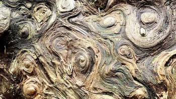 Pola di pohon ini bukan hasil Photoshop. Foto: Boredpanda