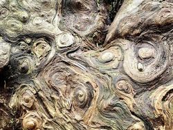 Tampilan Tanaman Ini Nyata, Bukan Hasil Photoshop