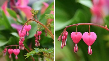 Bunga berbentuk love ini benar nyata. Foto: Boredpanda