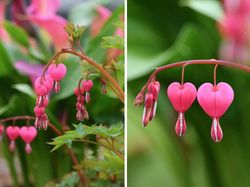 Tampilan Tanaman Ini Nyata, Bukan Hasil Photoshop