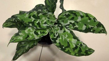 Polanya seperti mengingatkan pada pakaian tentara. Foto: Boredpanda