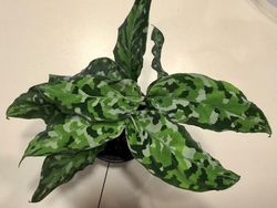 Tampilan Tanaman Ini Nyata, Bukan Hasil Photoshop