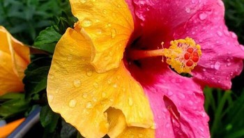 Seperti hasil editan ya, padahal nyata. Foto: Boredpanda