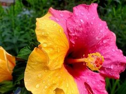 Tampilan Tanaman Ini Nyata, Bukan Hasil Photoshop