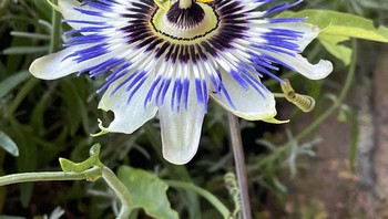 Bunga indah ini bukan hasil editan. Foto: Boredpanda