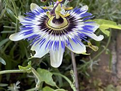 Tampilan Tanaman Ini Nyata, Bukan Hasil Photoshop