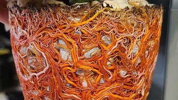 Akarnya seperti hasil ilustrasi. Foto: Boredpanda