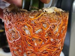 Tampilan Tanaman Ini Nyata, Bukan Hasil Photoshop