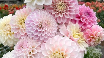 Pola bunganya seperti hasil Photoshop. Foto: Boredpanda