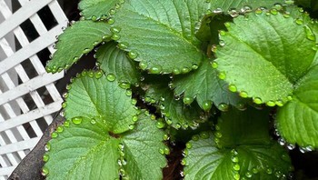 Titik air di ujung daun terbentuk secara alami. Foto: Boredpanda