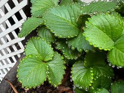 Tampilan Tanaman Ini Nyata, Bukan Hasil Photoshop