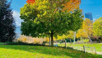 Pohon ini memang menampilkan gradasi warna saat musim gugur tiba. Foto: Boredpanda