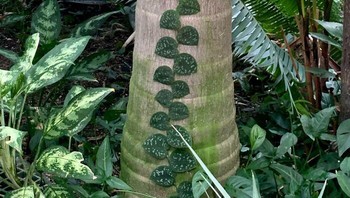 Tanaman merambat ini seperti hasil tempelan Photoshop ya. Foto: Boredpanda