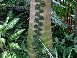 Tampilan Tanaman Ini Nyata, Bukan Hasil Photoshop