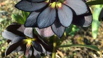 Ini buka hasil editan warna, bunga ini memang hitam. Foto: Boredpanda