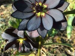 Tampilan Tanaman Ini Nyata, Bukan Hasil Photoshop