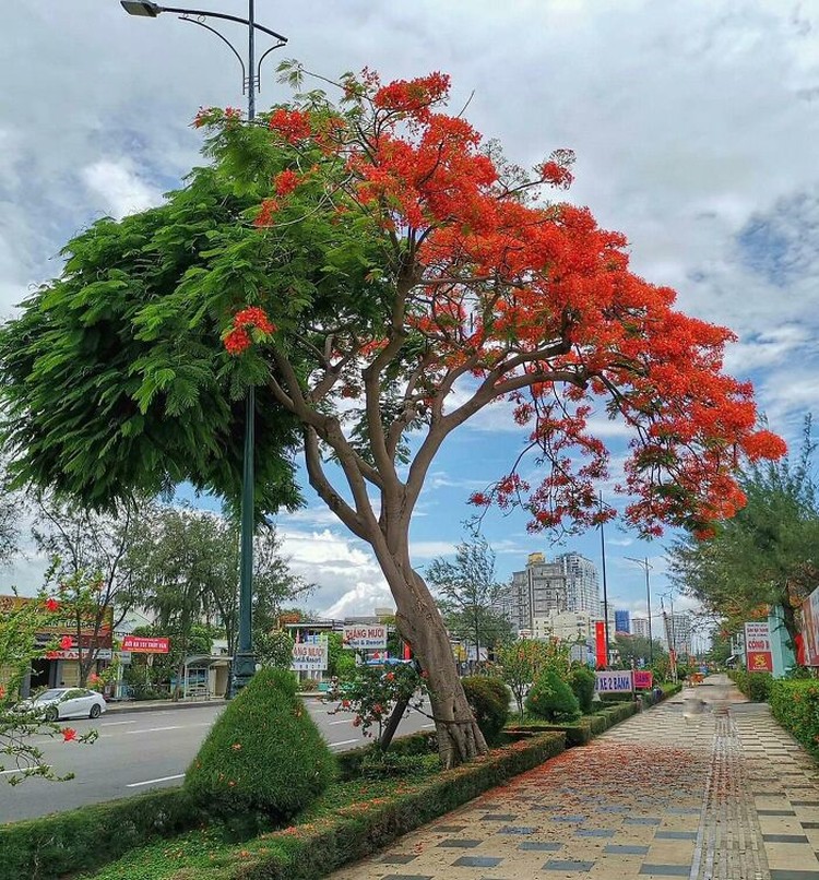 Tanaman Photoshop