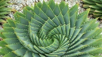 Susunannya begitu rapi seperti dikira hasil Photoshop. Foto: Boredpanda