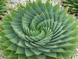 Tampilan Tanaman Ini Nyata, Bukan Hasil Photoshop