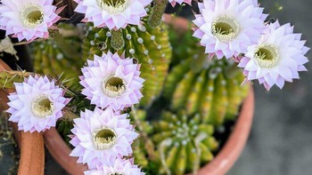 Ketika bunga kaktus mekar, begitu simetris. Foto: Boredpanda