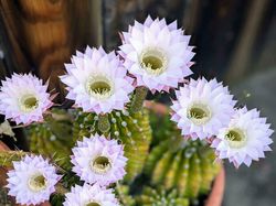 Tampilan Tanaman Ini Nyata, Bukan Hasil Photoshop