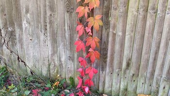 Gradasi warna seperti pakai Photoshop. Foto: Boredpanda