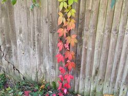 Tampilan Tanaman Ini Nyata, Bukan Hasil Photoshop