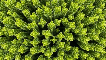 Seperti efek zoom in. Foto: Boredpanda