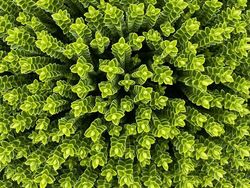 Tampilan Tanaman Ini Nyata, Bukan Hasil Photoshop