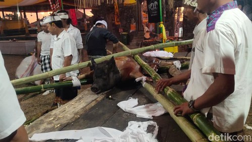 Tradisi Bukakak di Desa Sudaji, Kecamatan Sawan, Kabupaten Buleleng, Bali Senin (22/7/2024) malam. (Made Wijaya Kusuma)