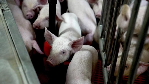 Genetically modified piglets gather together at the Revivicor research farm near Blacksburg, Va., on May 29, 2024, where organs are retrieved for animal-to-human transplant experiments. (AP Photo/Shelby Lum)