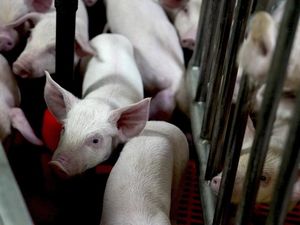 Babi-Babi yang Dikembangbiakkan untuk Keperluan Transplantasi Organ Manusia