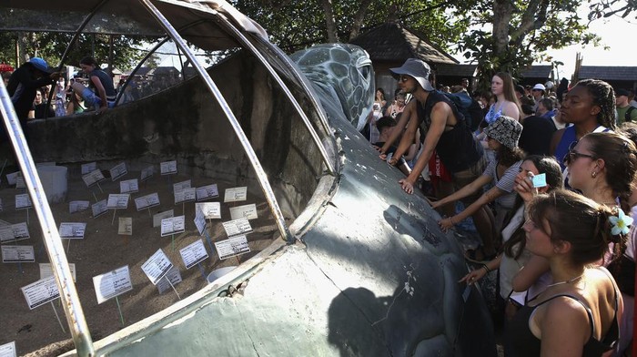 Tourists prepare to release baby sea turtles at Kuta beach, Bali, Indonesia on Tuesday, July 23, 2024. About three hundred newly hatched Lekang turtles were released during a campaign to save the endangered sea turtle. (AP Photo/Firdia Lisnawati)
