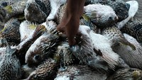 Nelayan mengangkat ikan buntal di Desa Mekar, Kecamatan Soropia, Konawe, Sulawesi Tenggara, Rabu (24/7/2024).