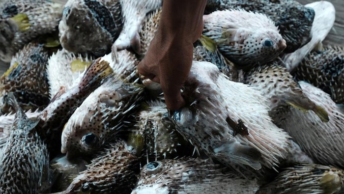 Nelayan mengangkat ikan buntal di Desa Mekar, Kecamatan Soropia, Konawe, Sulawesi Tenggara, Rabu (24/7/2024). Pihak pengepul ikan buntal menyatakan gelembung ikan buntal saat ini telah diekspor luar negeri seperti Vietnam dengan harga Rp 4 juta - Rp 5 juta per kilogram. ANTARA FOTO/Jojon/aww.