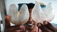 Pihak pengepul ikan buntal menyatakan gelembung ikan buntal saat ini telah diekspor luar negeri seperti Vietnam dengan harga Rp 4 juta - Rp 5 juta per kilogram.  