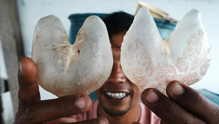 Nelayan mengangkat ikan buntal di Desa Mekar, Kecamatan Soropia, Konawe, Sulawesi Tenggara, Rabu (24/7/2024). Pihak pengepul ikan buntal menyatakan gelembung ikan buntal saat ini telah diekspor luar negeri seperti Vietnam dengan harga Rp 4 juta - Rp 5 juta per kilogram. ANTARA FOTO/Jojon/aww.
