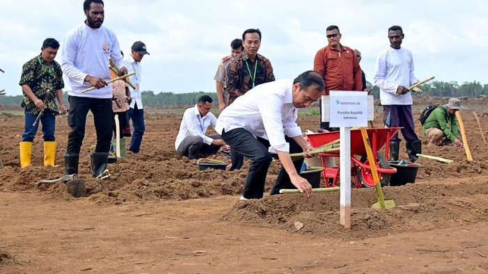 Jokowi tanam tebu di Merauke