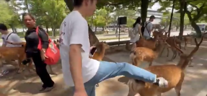 Pelancong barbar tendangi rusa di Taman Nara, Jepang.