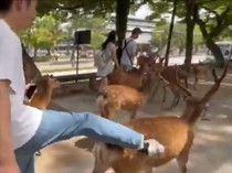 Usai Viral Turis Tendang Rusa, Taman Nara Dijaga Polisi dengan Pengeras Suara