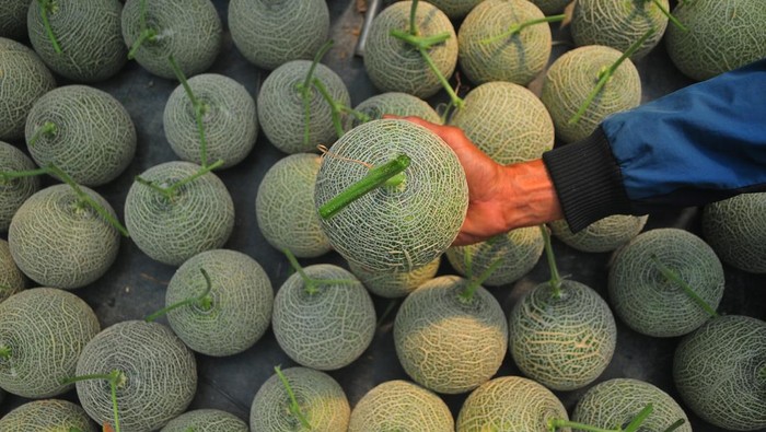 Raup Cuan dari Budi Daya Melon Berkonsep Rumah Kaca Petani memanen buah melon jenis Fujisawa di Desa Besito, Gebog, Kudus, Jawa Tengah, Rabu (24/7/2024). Budi daya melon dengan cara hidroponik dengan konsep green house atau rumah kaca tersebut saat ini banyak diminati petani di wilayah itu karena tanaman relatif bebas hama, produksi buah yang meningkat bila dibandingkan dengan cara tanam tradisional serta harga jual yang tinggi yakni mencapai Rp40.000 per kilogram. ANTARA FOTO/Yusuf Nugroho/aww.