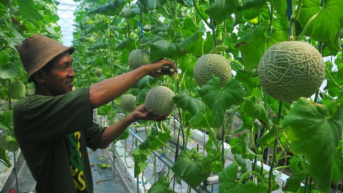 Raup Cuan dari Budi Daya Melon Berkonsep Rumah Kaca Petani memanen buah melon jenis Fujisawa di Desa Besito, Gebog, Kudus, Jawa Tengah, Rabu (24/7/2024). Budi daya melon dengan cara hidroponik dengan konsep green house atau rumah kaca tersebut saat ini banyak diminati petani di wilayah itu karena tanaman relatif bebas hama, produksi buah yang meningkat bila dibandingkan dengan cara tanam tradisional serta harga jual yang tinggi yakni mencapai Rp40.000 per kilogram. ANTARA FOTO/Yusuf Nugroho/aww.