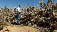 Ia memperkirakan pir berduri mewakili sekitar 12% lahan pertanian Tunisia, menjadikannya negara kedua setelah pohon zaitun dalam hal kekayaan pertanian.