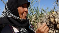 Luas tanaman pir sekitar 600.000 hektar dan merupakan sumber pendapatan yang signifikan bagi ribuan orang, terutama perempuan yang memanen dan menjual buah tersebut.