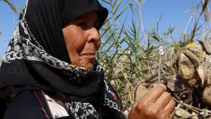 Ribuan Hektar Kebun Pir di Tunisia Terserang Hama Serangga A Tunisian expert in agriculture policies, Faouzi Zayani, inspects a prickly pear plantation infested with cochineal insects, in Sfax, Tunisia July 19, 2024. REUTERS/Jihed Abidellaoui